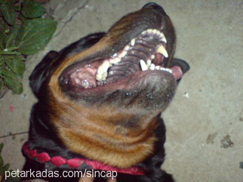 pity Dişi Rottweiler