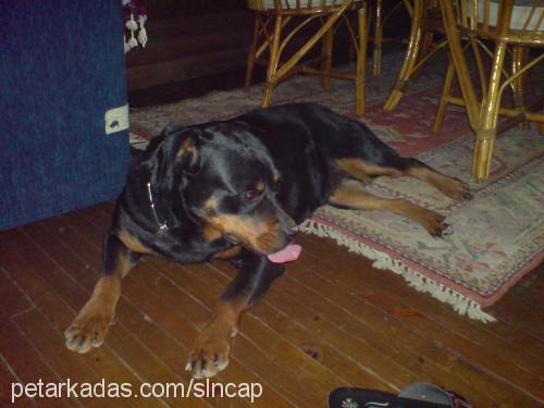 pity Dişi Rottweiler