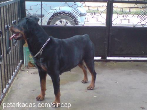 pity Dişi Rottweiler