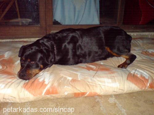 pity Dişi Rottweiler