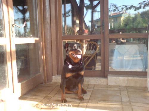 pity Dişi Rottweiler