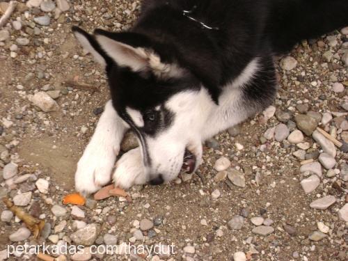 haydut Erkek Sibirya Kurdu (Husky)