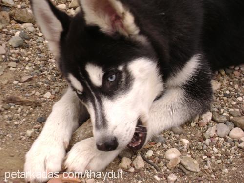 haydut Erkek Sibirya Kurdu (Husky)