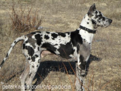 zeus Erkek Great Dane (Danua)