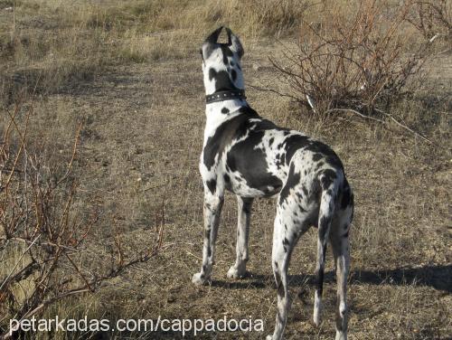 zeus Erkek Great Dane (Danua)