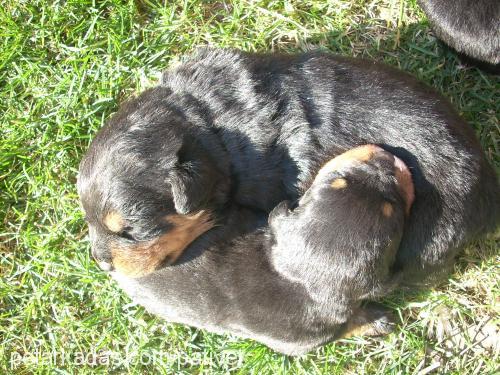 NİDAN Dişi Rottweiler