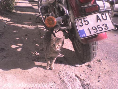 garip Dişi Tekir Kedi