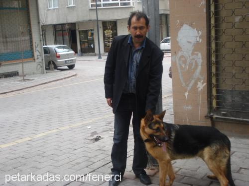 paŞa Erkek Alman Çoban Köpeği