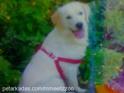 betty Dişi Golden Retriever