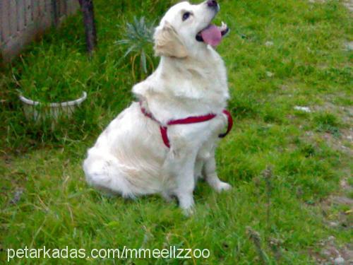 betty Dişi Golden Retriever