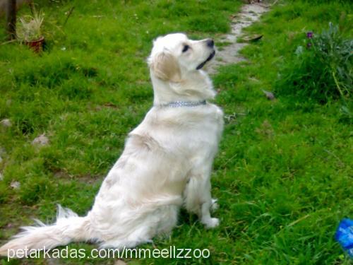 betty Dişi Golden Retriever