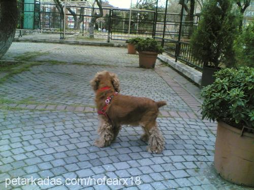 arçil Erkek Amerikan Cocker Spaniel