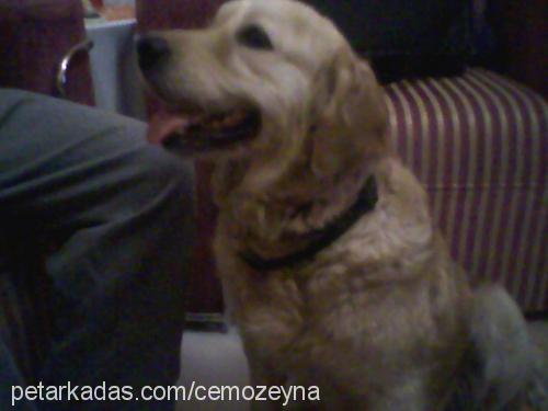 lady Dişi Golden Retriever