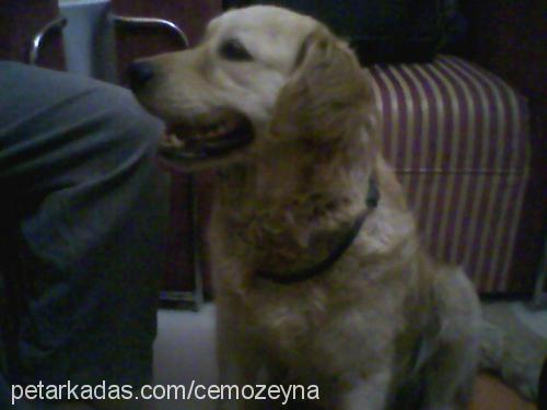 lady Dişi Golden Retriever