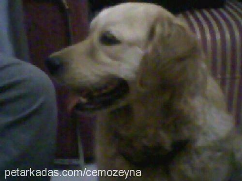 lady Dişi Golden Retriever