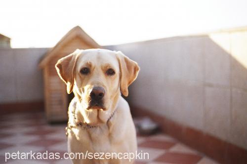 Çapkın Erkek Labrador Retriever