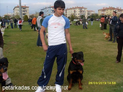 efe Erkek Rottweiler