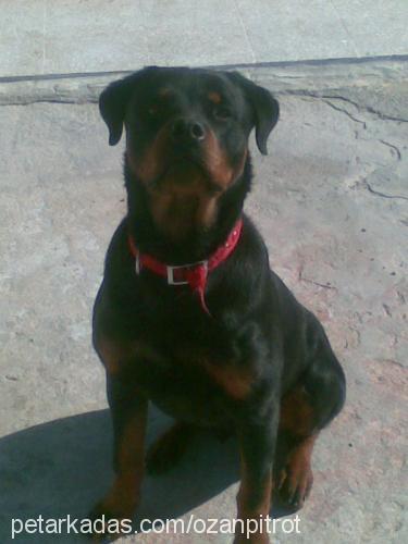 efe Erkek Rottweiler