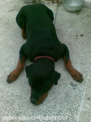 efe Erkek Rottweiler