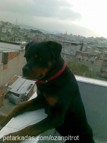 efe Erkek Rottweiler