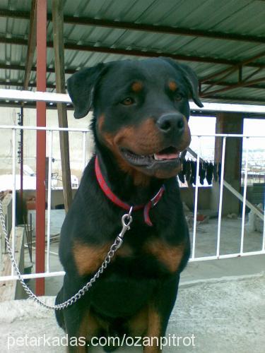 efe Erkek Rottweiler