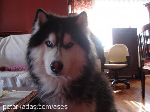 ases Erkek Alaskan Malamute