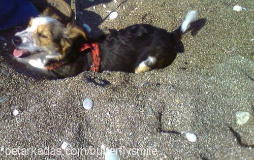 çıtır Dişi Border Collie