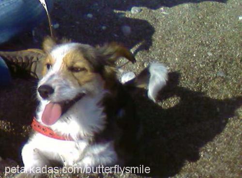 çıtır Dişi Border Collie