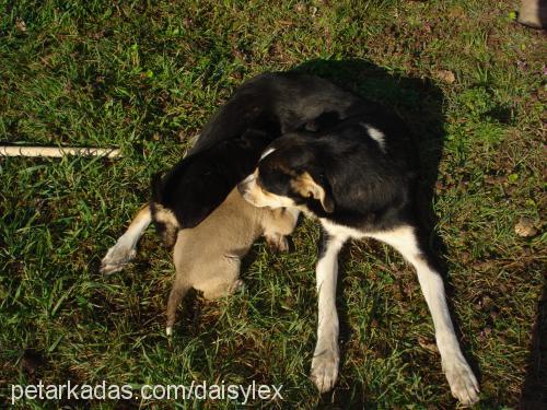 daisy Dişi Sokö (Sokak Köpeği)