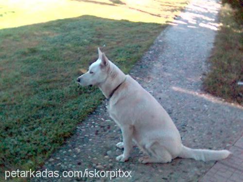 angel Dişi Alman Çoban Köpeği