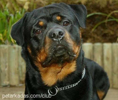 paşa Erkek Rottweiler