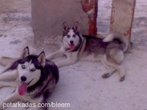 aşi Erkek Sibirya Kurdu (Husky)