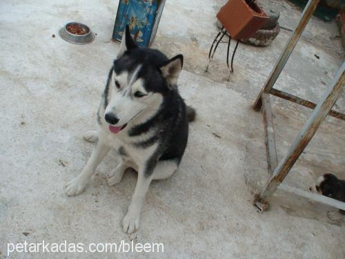 aşi Erkek Sibirya Kurdu (Husky)