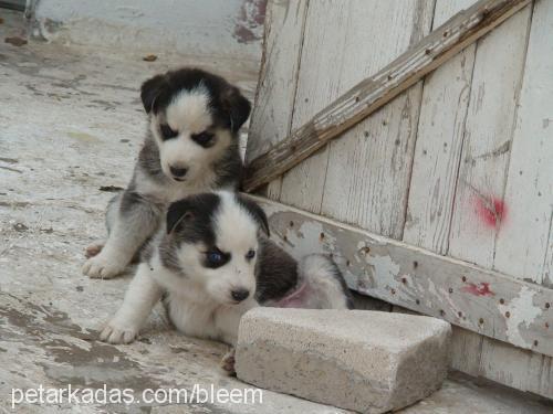 ice Dişi Sibirya Kurdu (Husky)