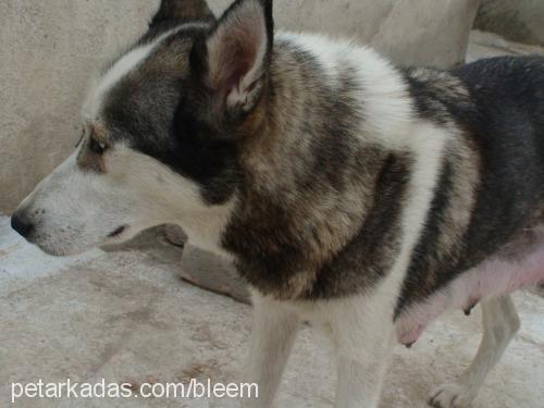 ice Dişi Sibirya Kurdu (Husky)