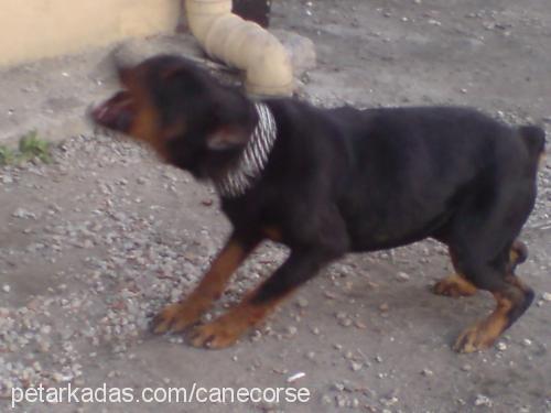 hera Dişi Rottweiler