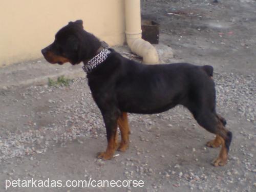 hera Dişi Rottweiler