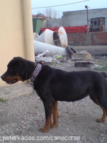 hera Dişi Rottweiler