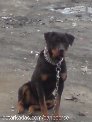 hera Dişi Rottweiler