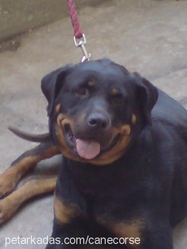 hera Dişi Rottweiler