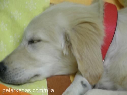 angel Dişi Golden Retriever