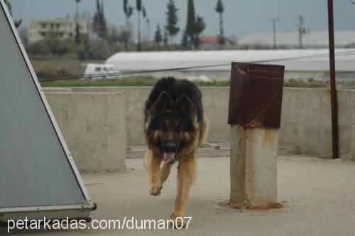 duman Erkek Alman Çoban Köpeği