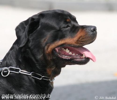 paşa Erkek Rottweiler