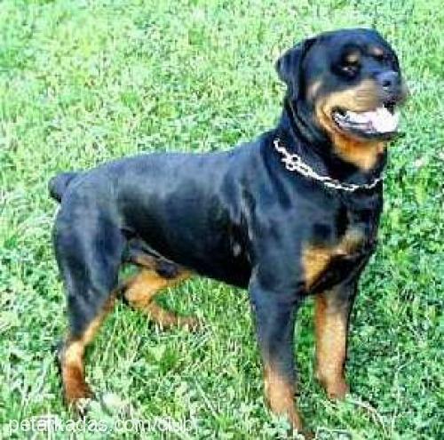 paşa Erkek Rottweiler