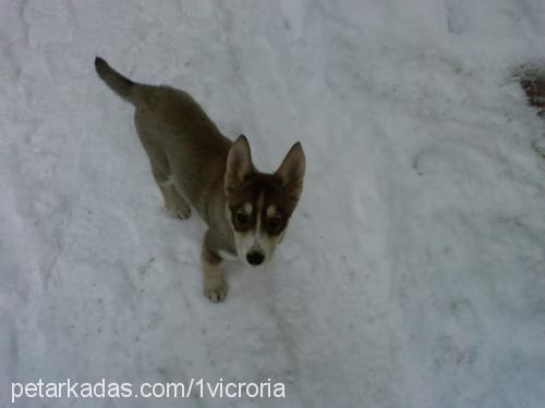 victoria Dişi Sibirya Kurdu (Husky)