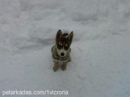 victoria Dişi Sibirya Kurdu (Husky)