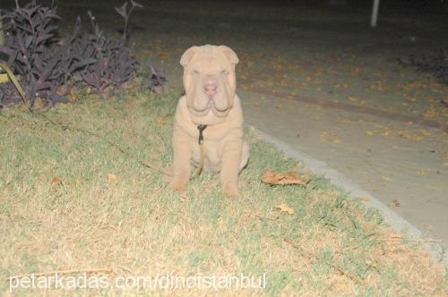 dino Erkek Çin Shar-Pei