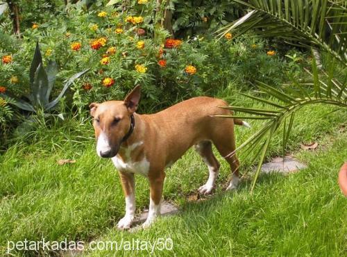 evan Dişi Bull Terrier