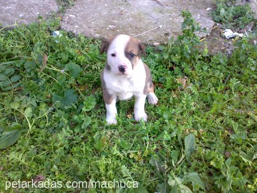 lex Dişi Amerikan Pitbull Terrier