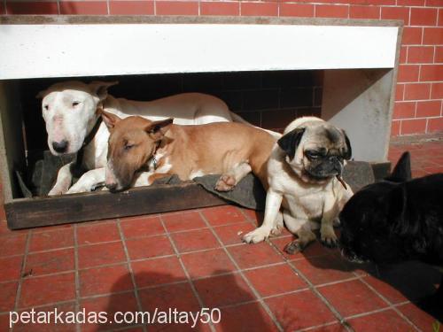 evan Dişi Bull Terrier